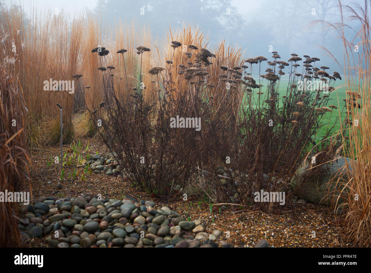 Achillea seedheads in winter border with grasses Stock Photo