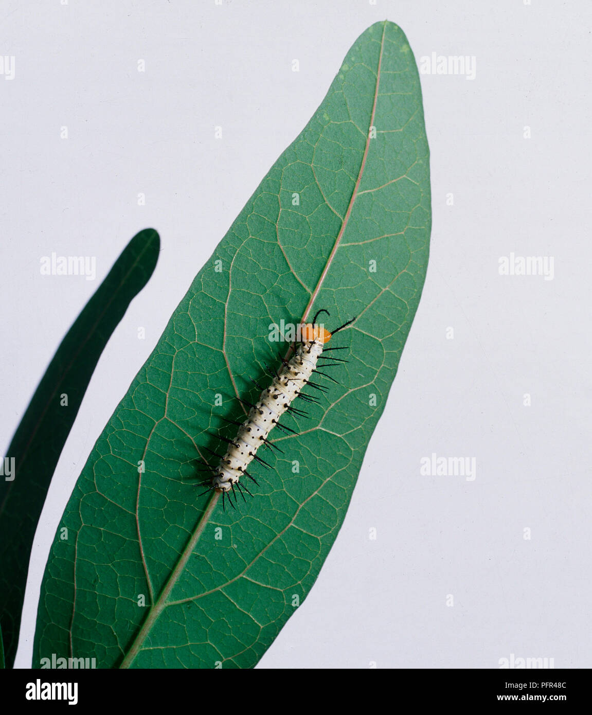 Caterpillar of the Postman Butterfly Stock Photo