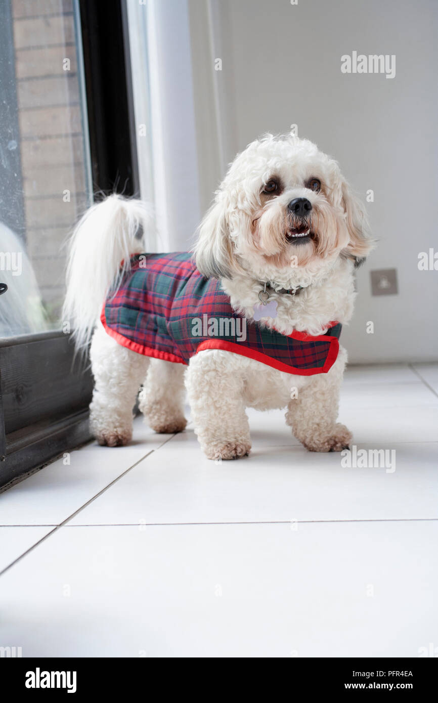 Small dog wearing tartan dog coat Stock Photo Alamy