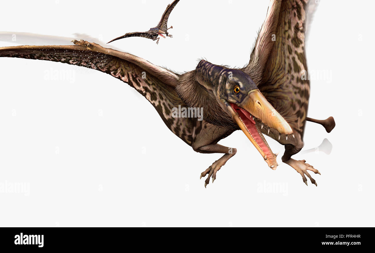 Digital illustration of Eudimorphodon, flying reptile, late Triassic era Stock Photo