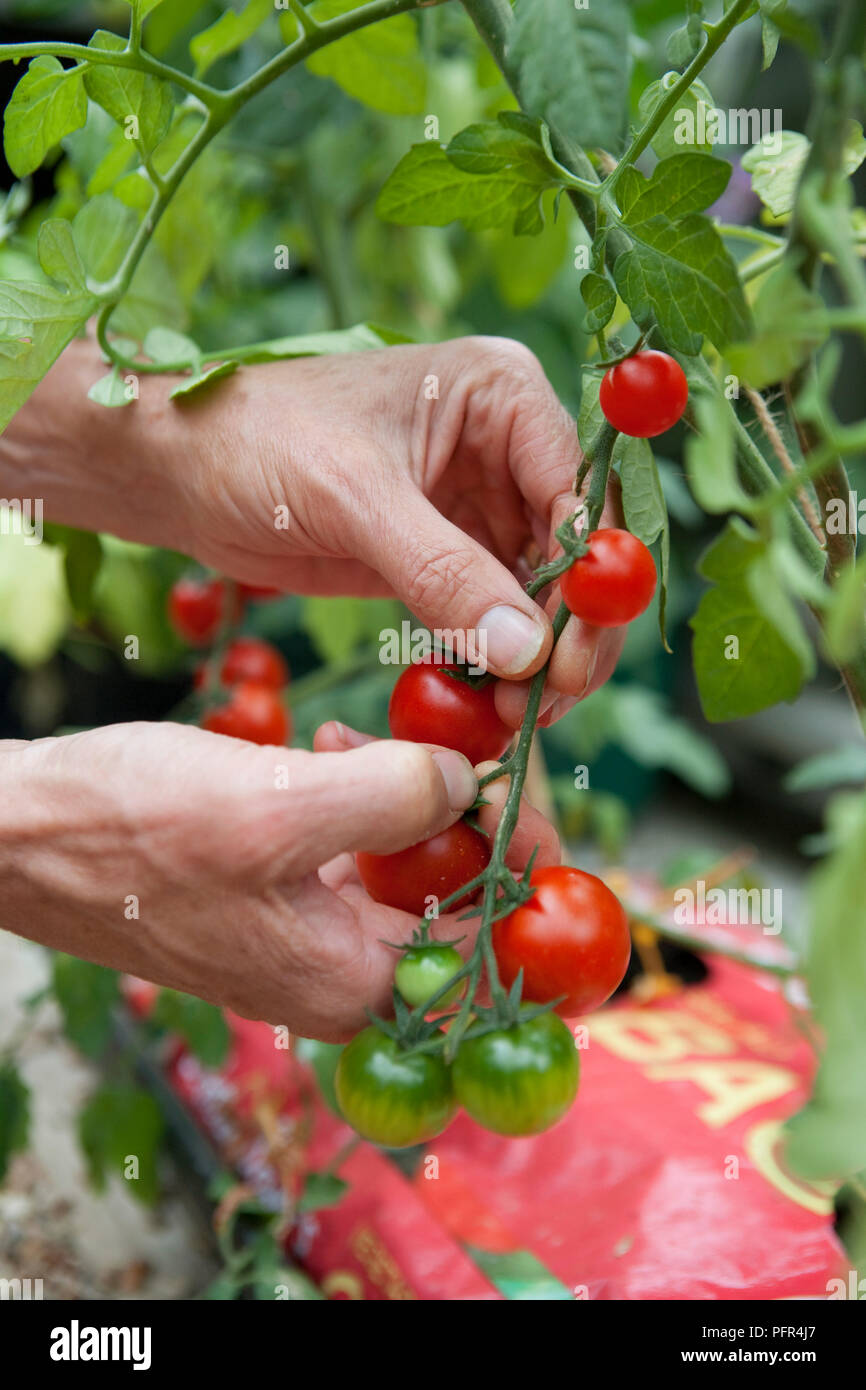 Harvesting fresh cherry tomatoes, Tomato 'Gardener's Delight' Stock