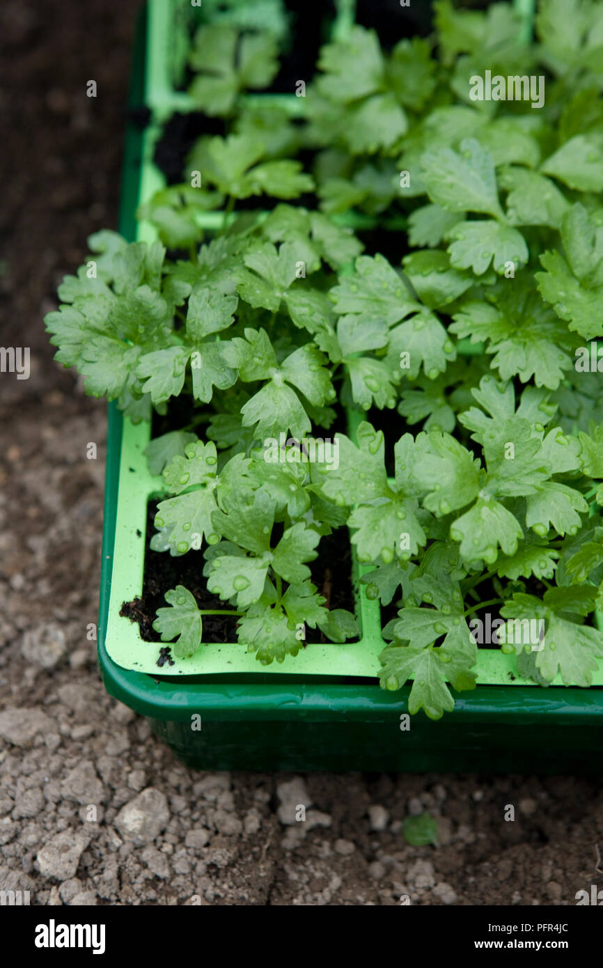 Celeriac 'Monarch' in seedling tray, close-up Stock Photo
