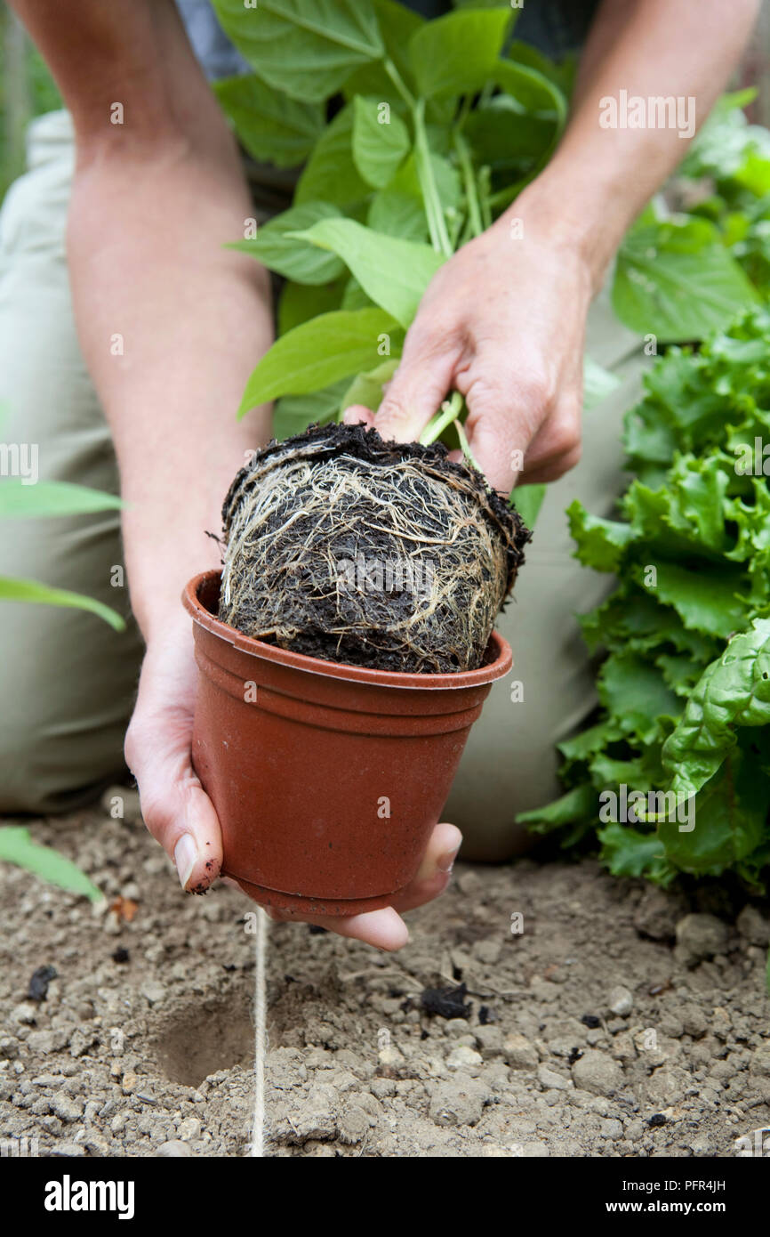 Planting out dwarf French bean plant, closeup Stock Photo Alamy