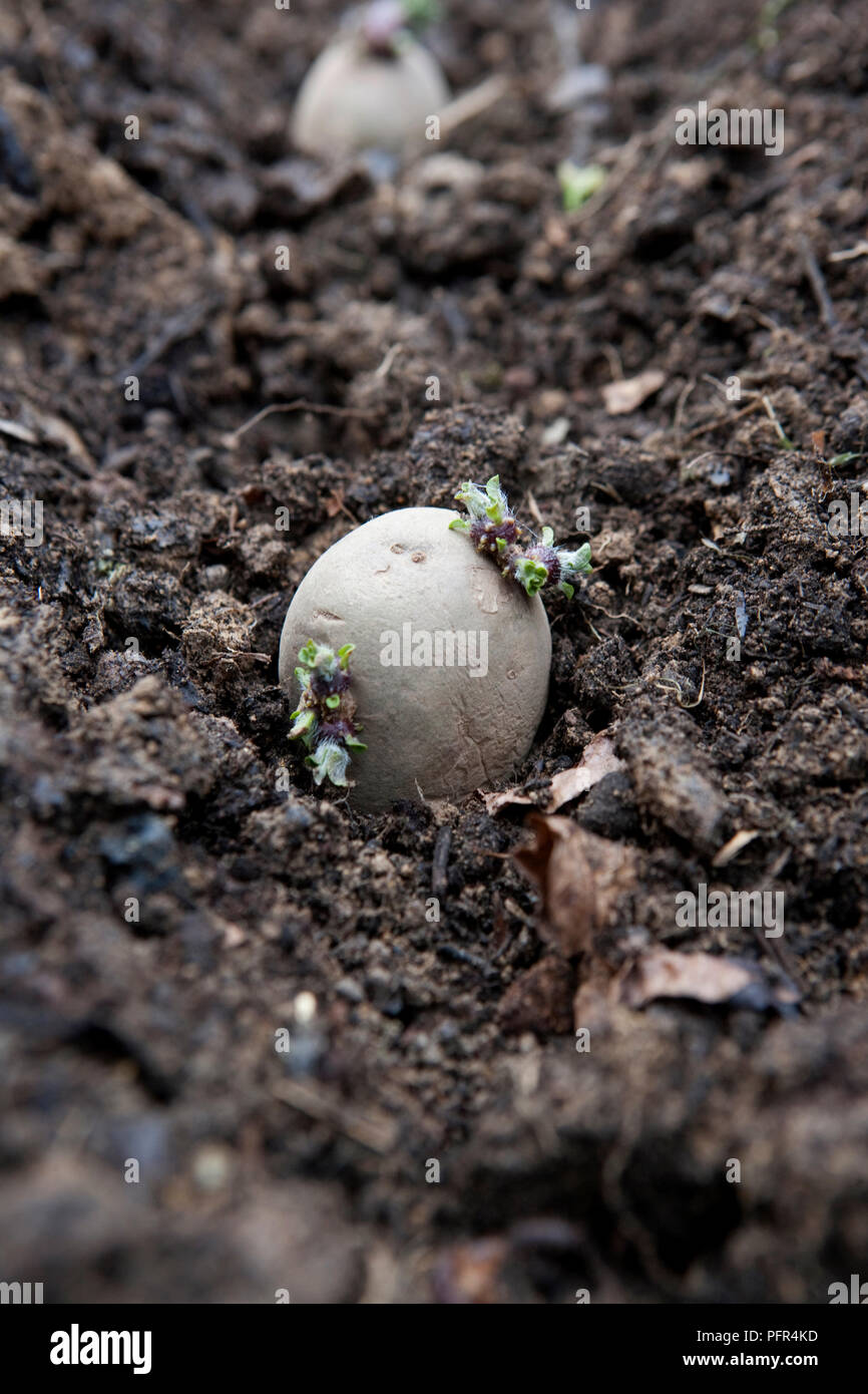 Potato 'Melody' with seed sprouting from it, close-up Stock Photo - Alamy