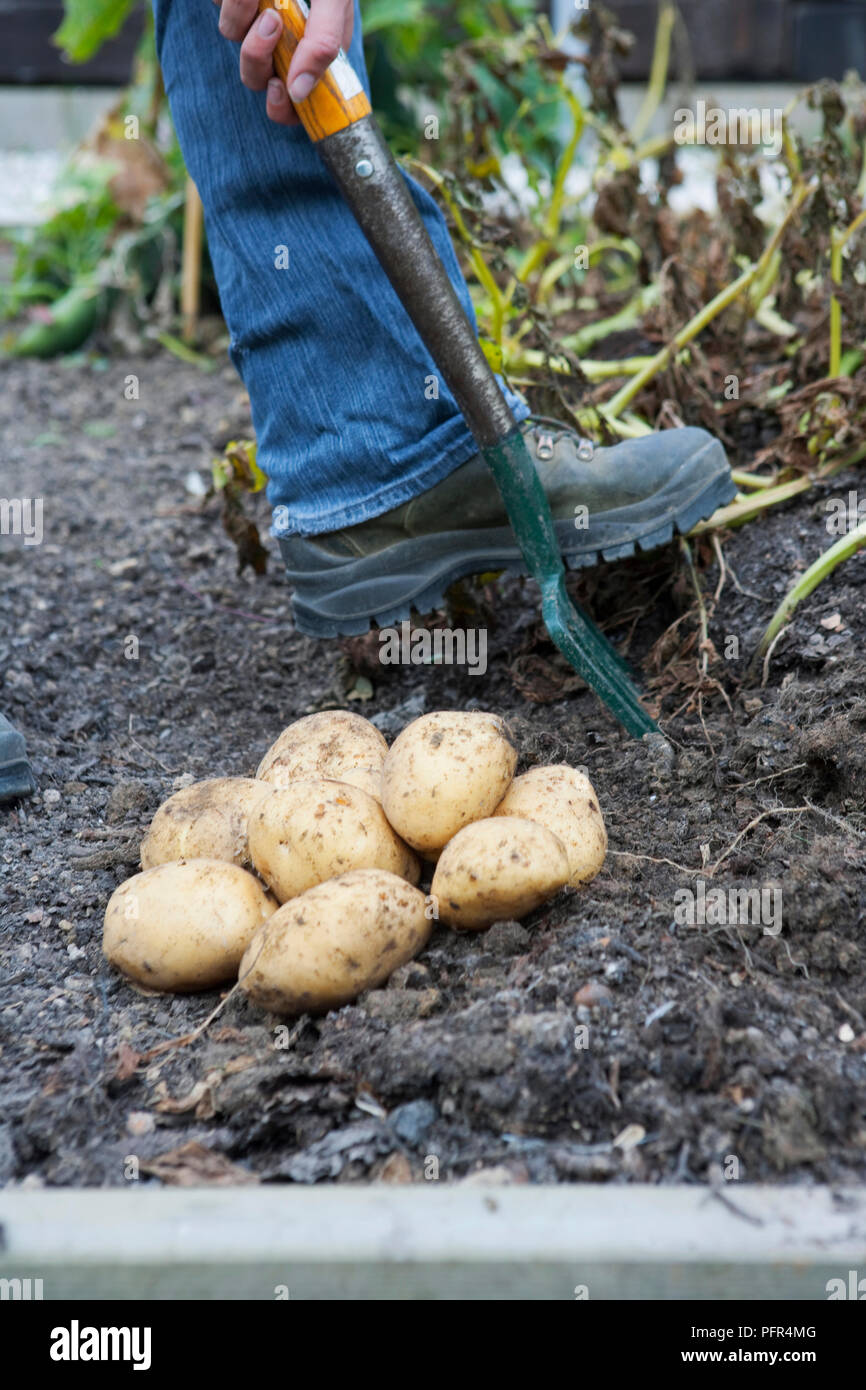 Potato melody hires stock photography and images Alamy
