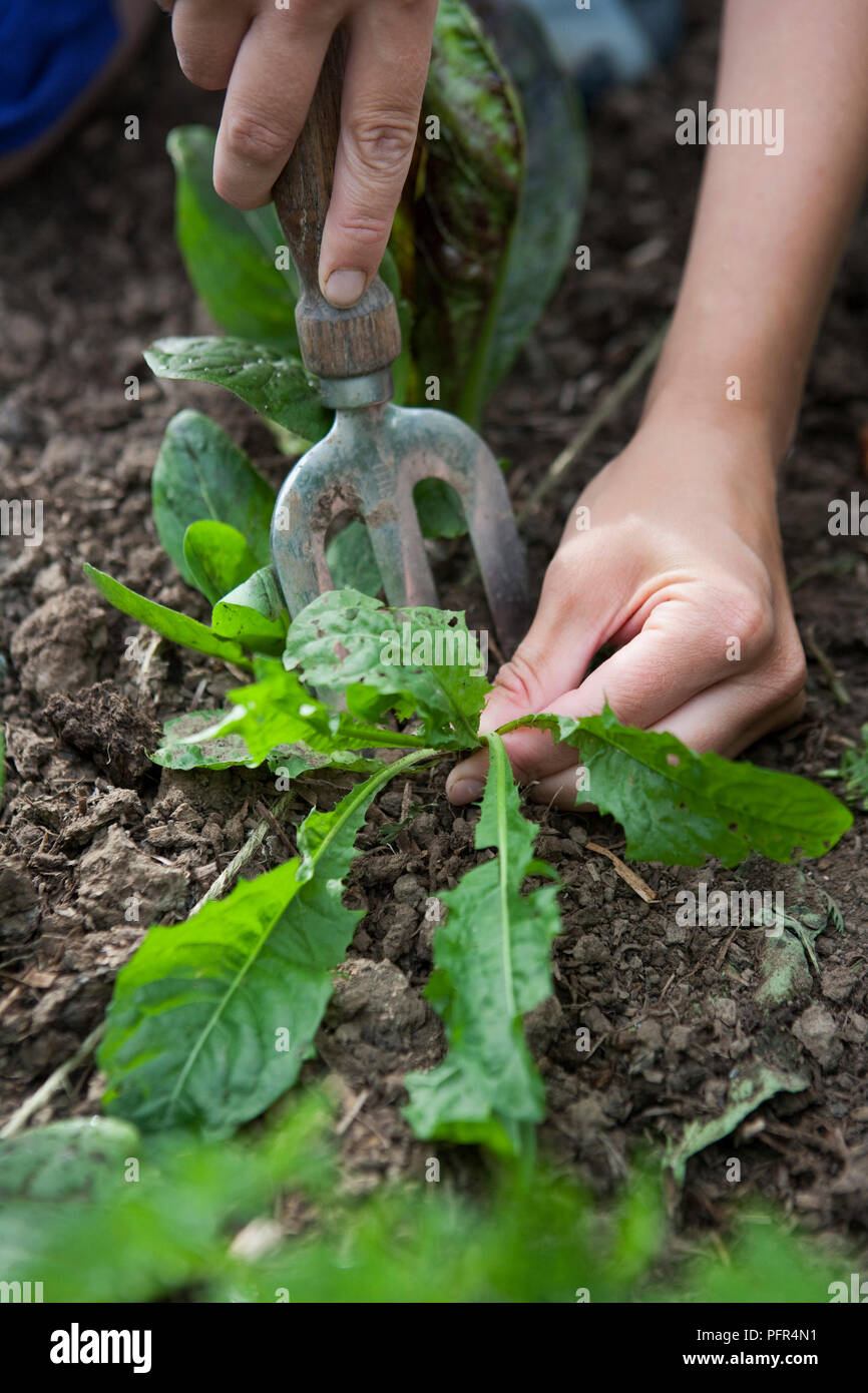 Person pulling weeds hi-res stock photography and images - Alamy