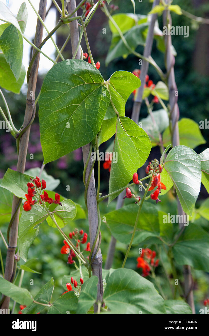 Climbing plant bean leaf hi-res stock photography and images - Alamy