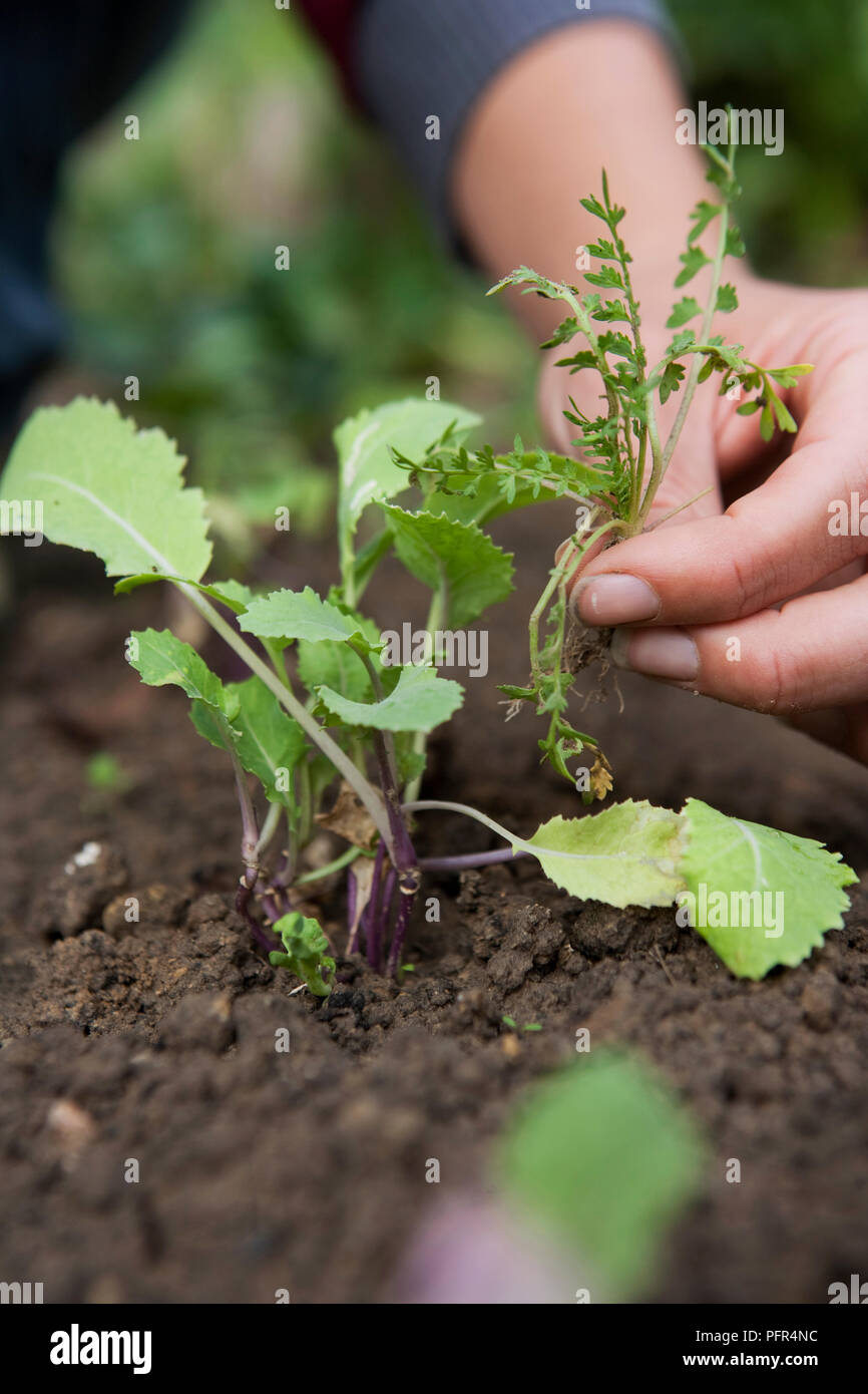 Removing a weed from next to a young vegetable plant Stock Photo - Alamy