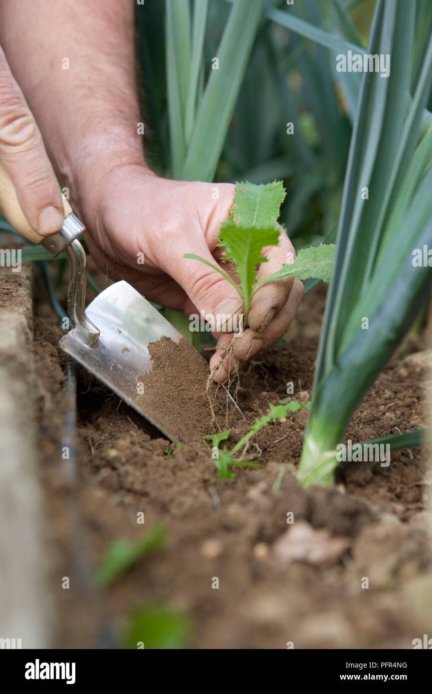 Man removing weed from vegetable bed, close-up Stock Photo - Alamy