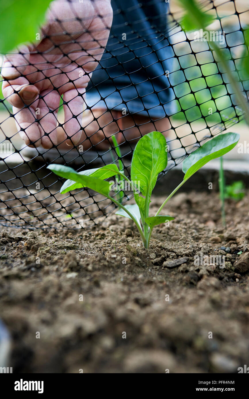 Brussel Sprout 'Maximus', seedling covered with netting Stock Photo Alamy