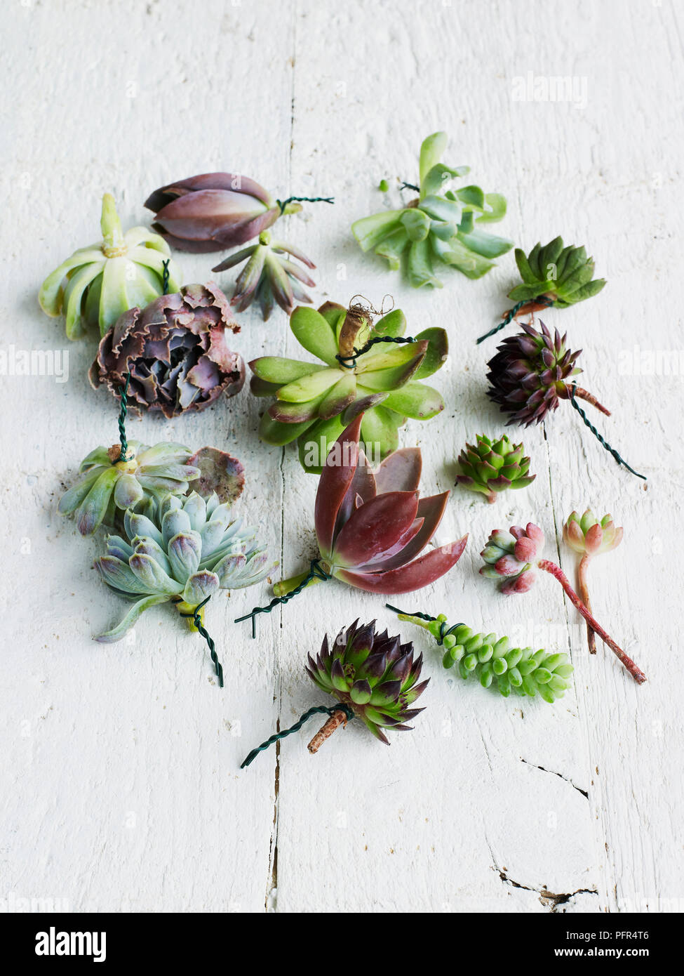 Various succulent leaves with florist's wire tied around the stems Stock Photo
