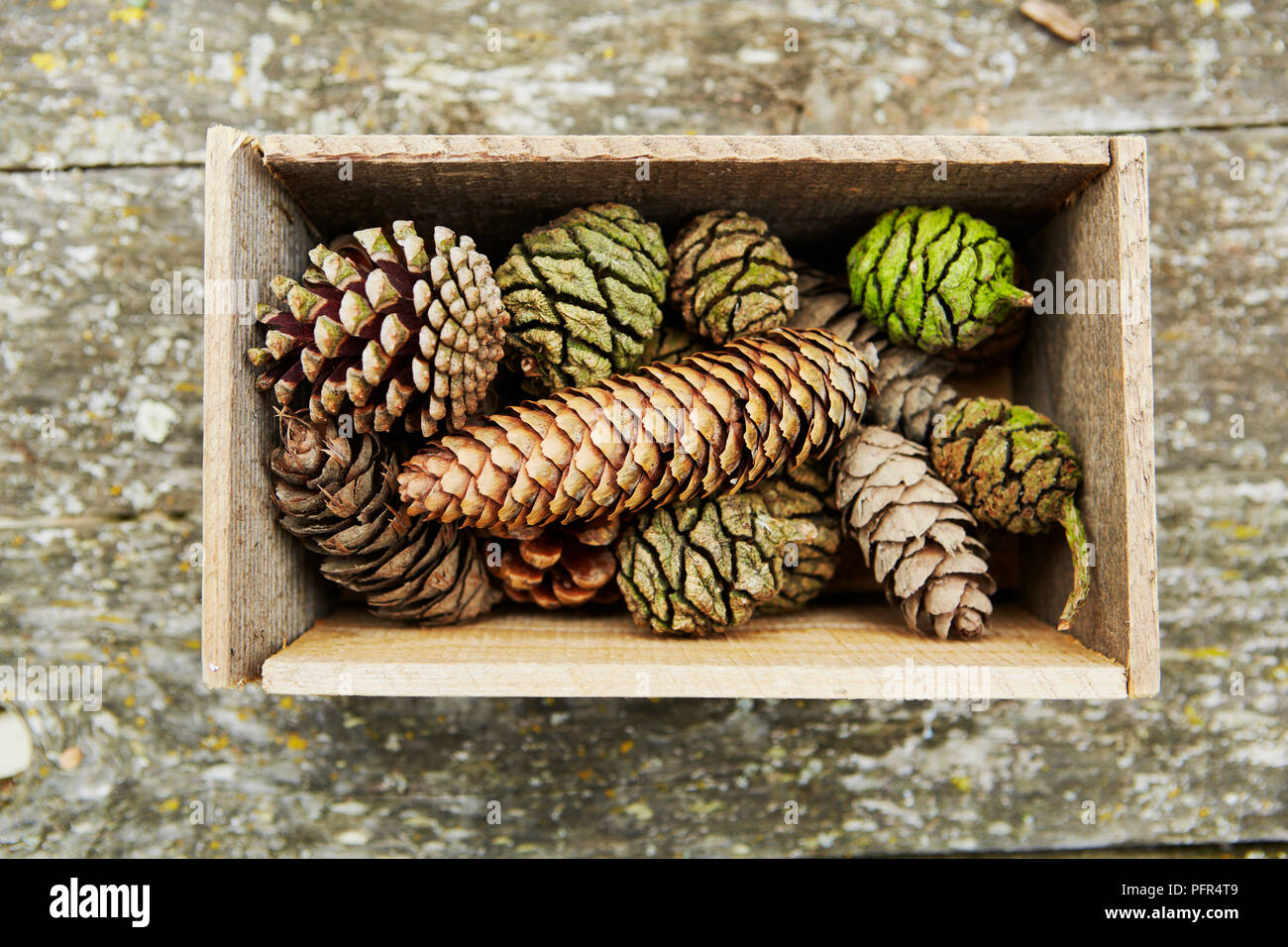 Collection of pine cones in wooden box Stock Photo