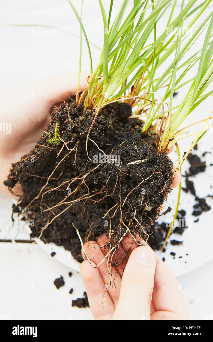 Removing soil from roots of aquatic plant Stock Photo