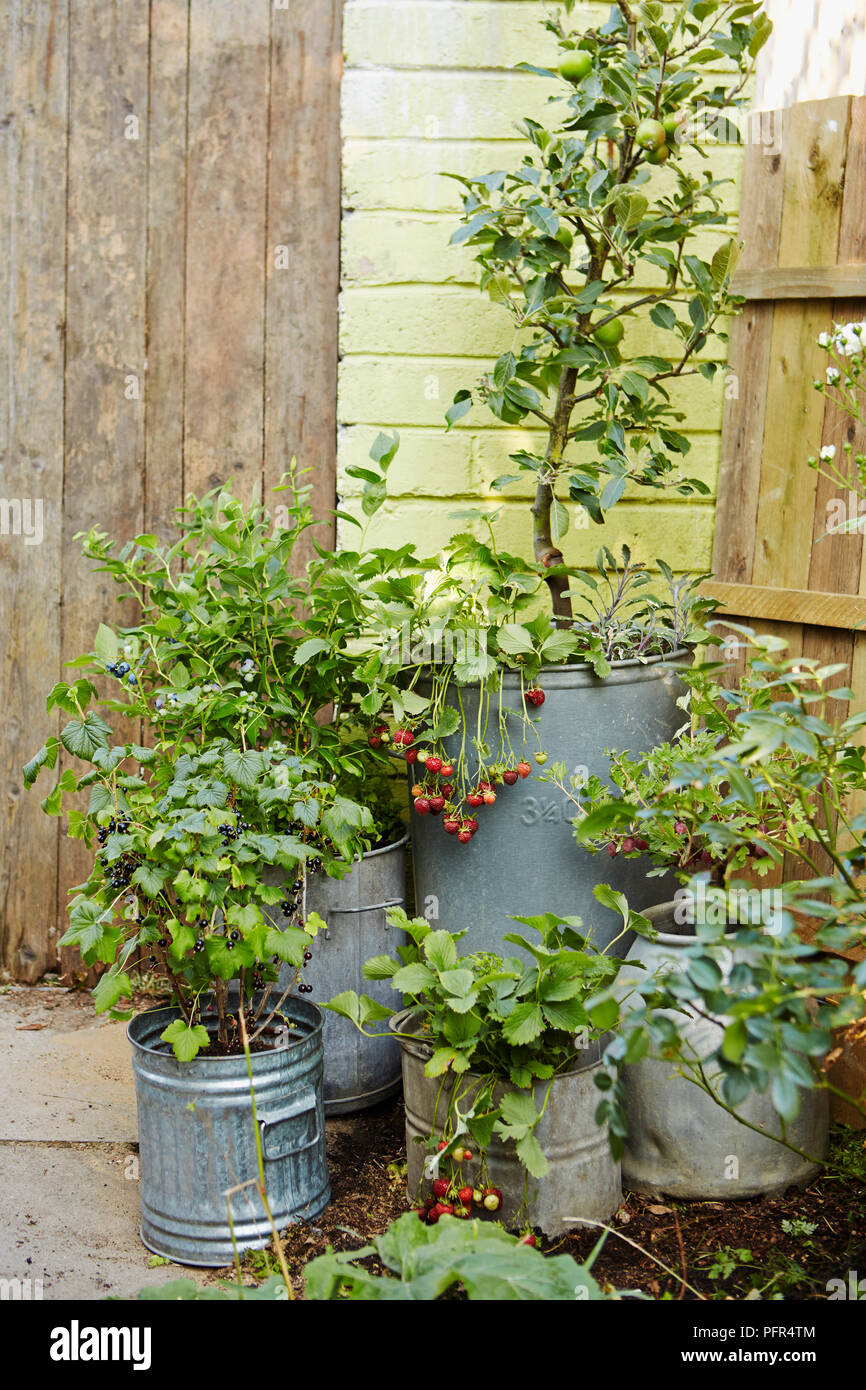 Fruit trees in selection of tubs, including, apples, blueberries, strawberries Stock Photo