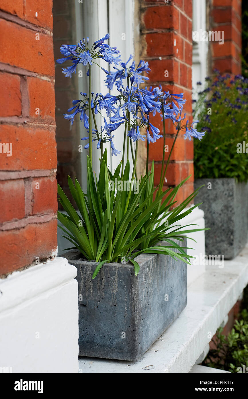 Concrete planters on window sills containing blue flowers, dwarf Agapanthus Stock Photo