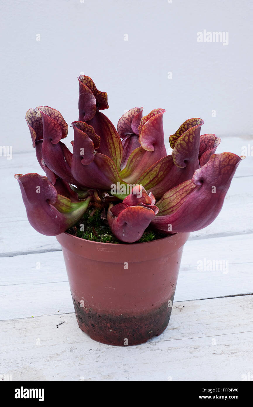 Close up of carnivorous plant, Sarracenia Stock Photo
