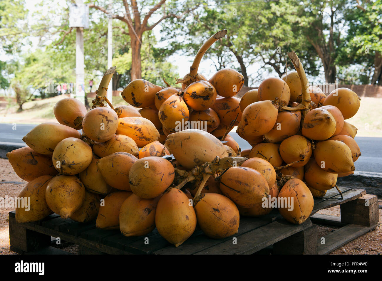 Sri Lanka, coconuts for sale, close-up Stock Photo