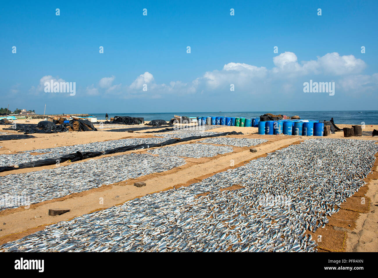 Sri Lanka, Western Province, Negombo Beach, fish laid out to dry on beach Stock Photo