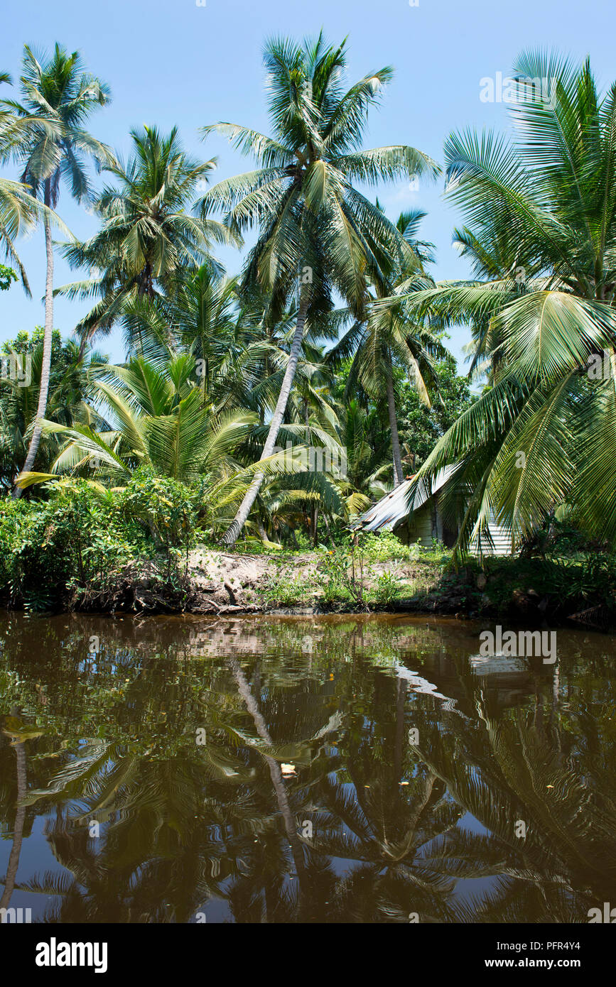 Sri Lanka, Western Province, Negombo, Muthurajawela marsh, palm trees by lagoon Stock Photo
