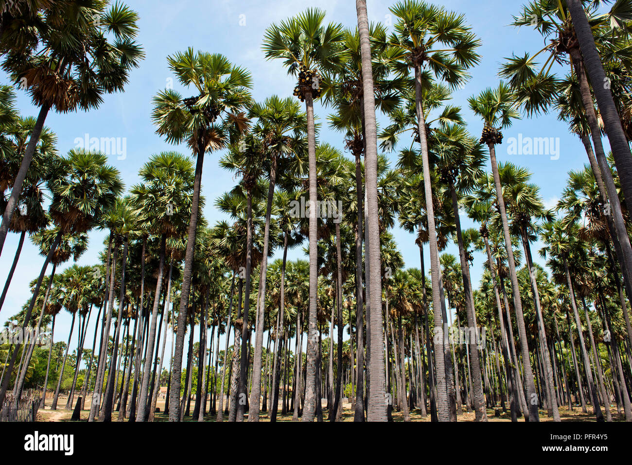 Sri Lanka, North Eastern Province, Jaffna, Kayts, view of palm trees, low angle view Stock Photo