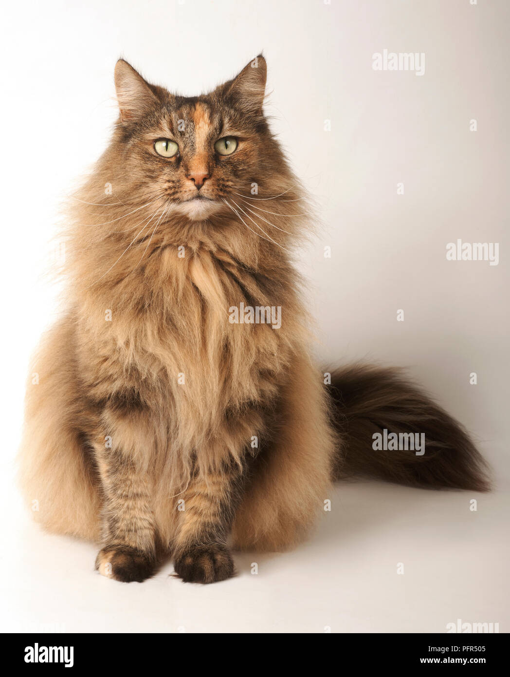 Norwegian Forest Cat Stock Photo