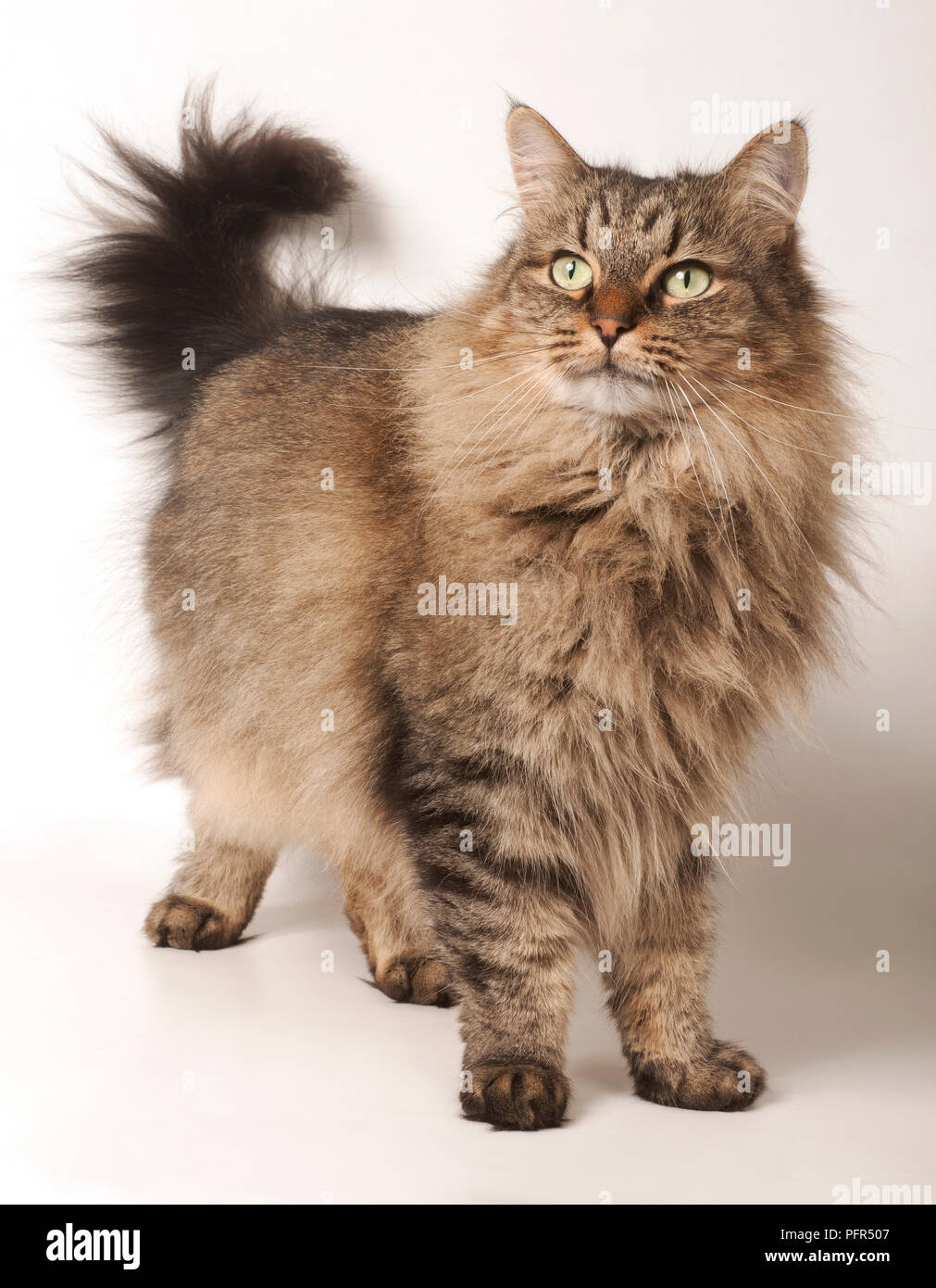 Norwegian Forest Cat Stock Photo
