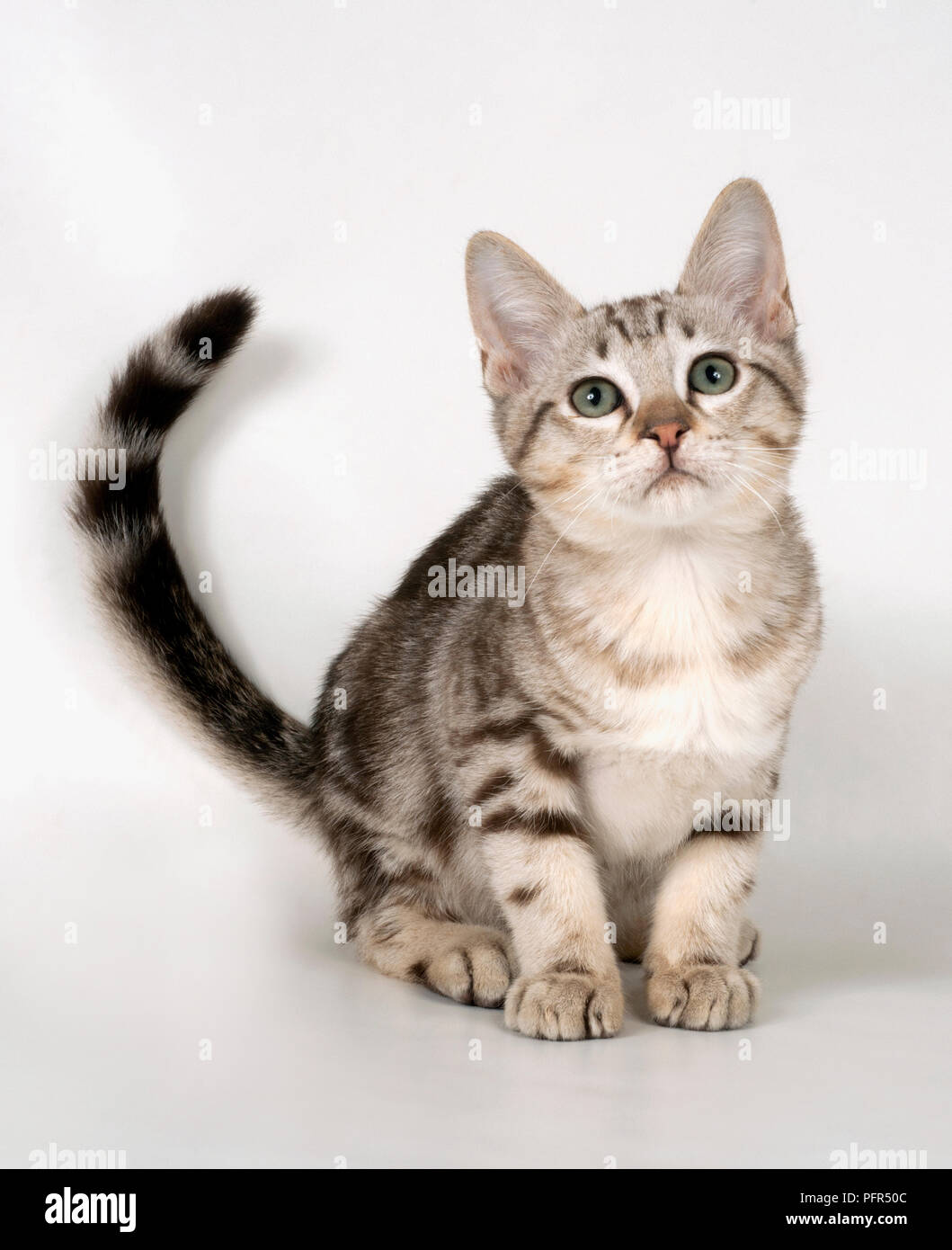 Australian Mist shorthair cat Stock Photo