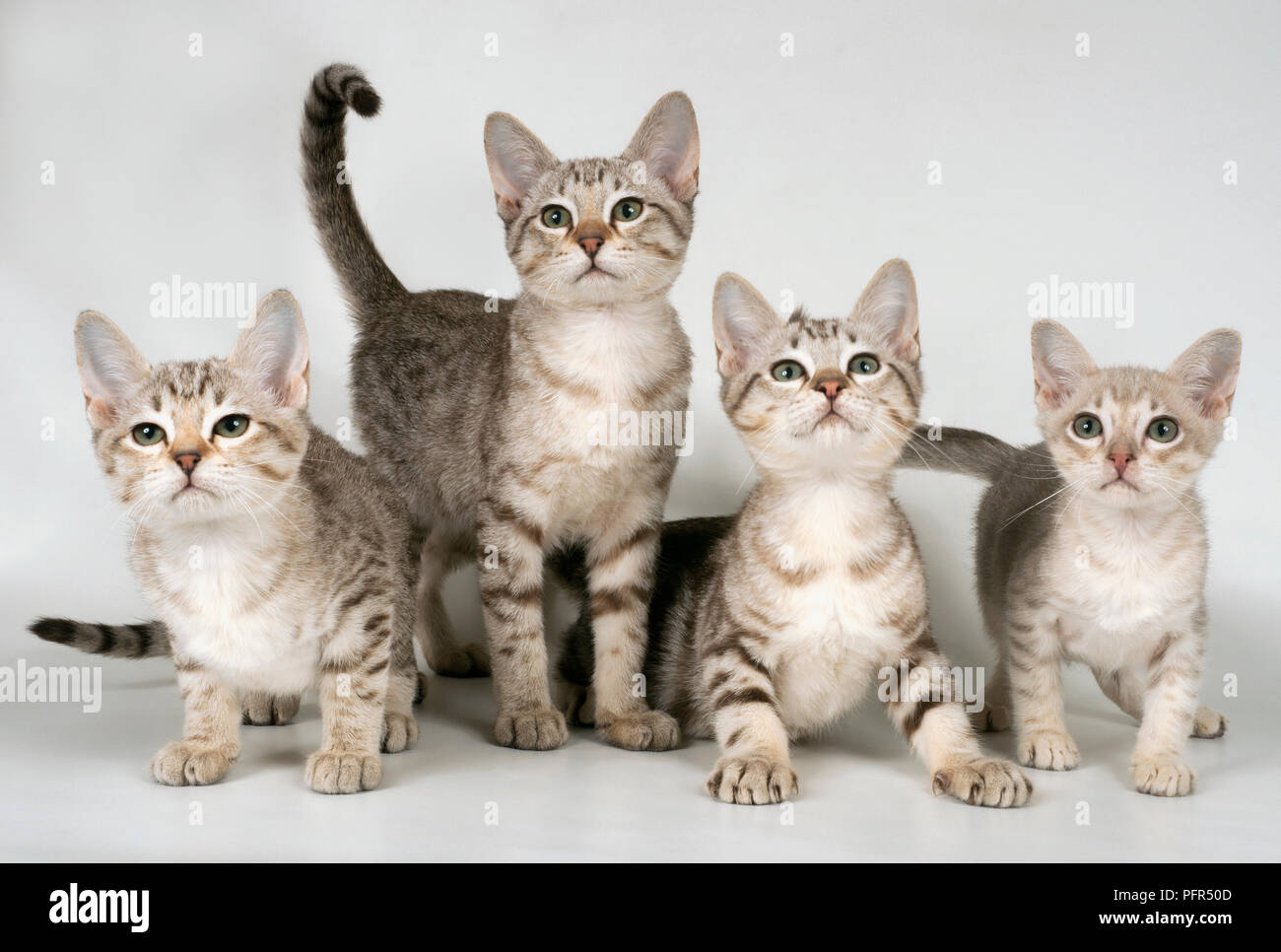 Australian Mist shorthair cat Stock Photo
