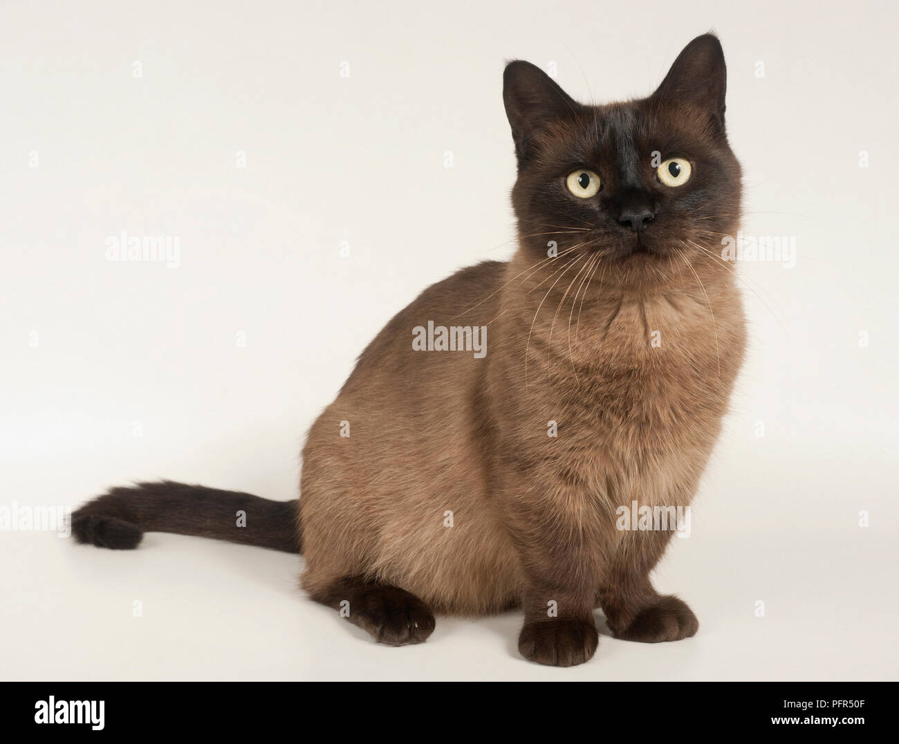 black munchkin cat