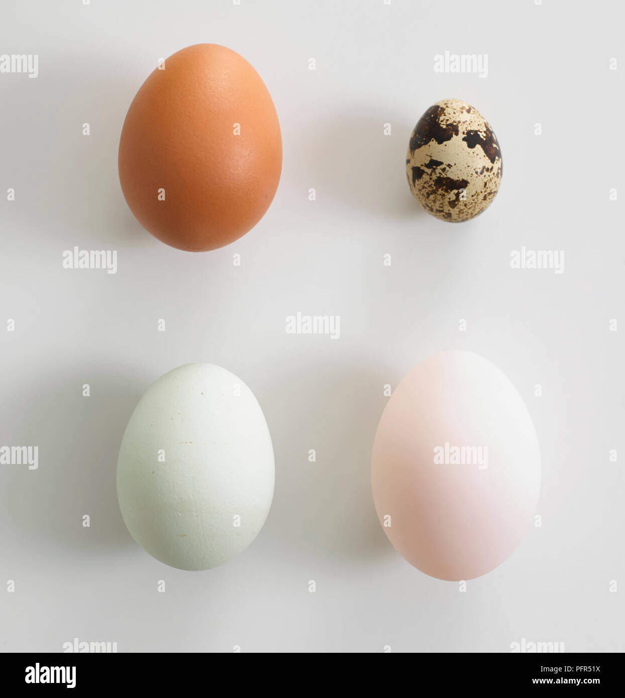 Selection of eggs, chicken eggs brown and white, duck egg, quail egg Stock Photo