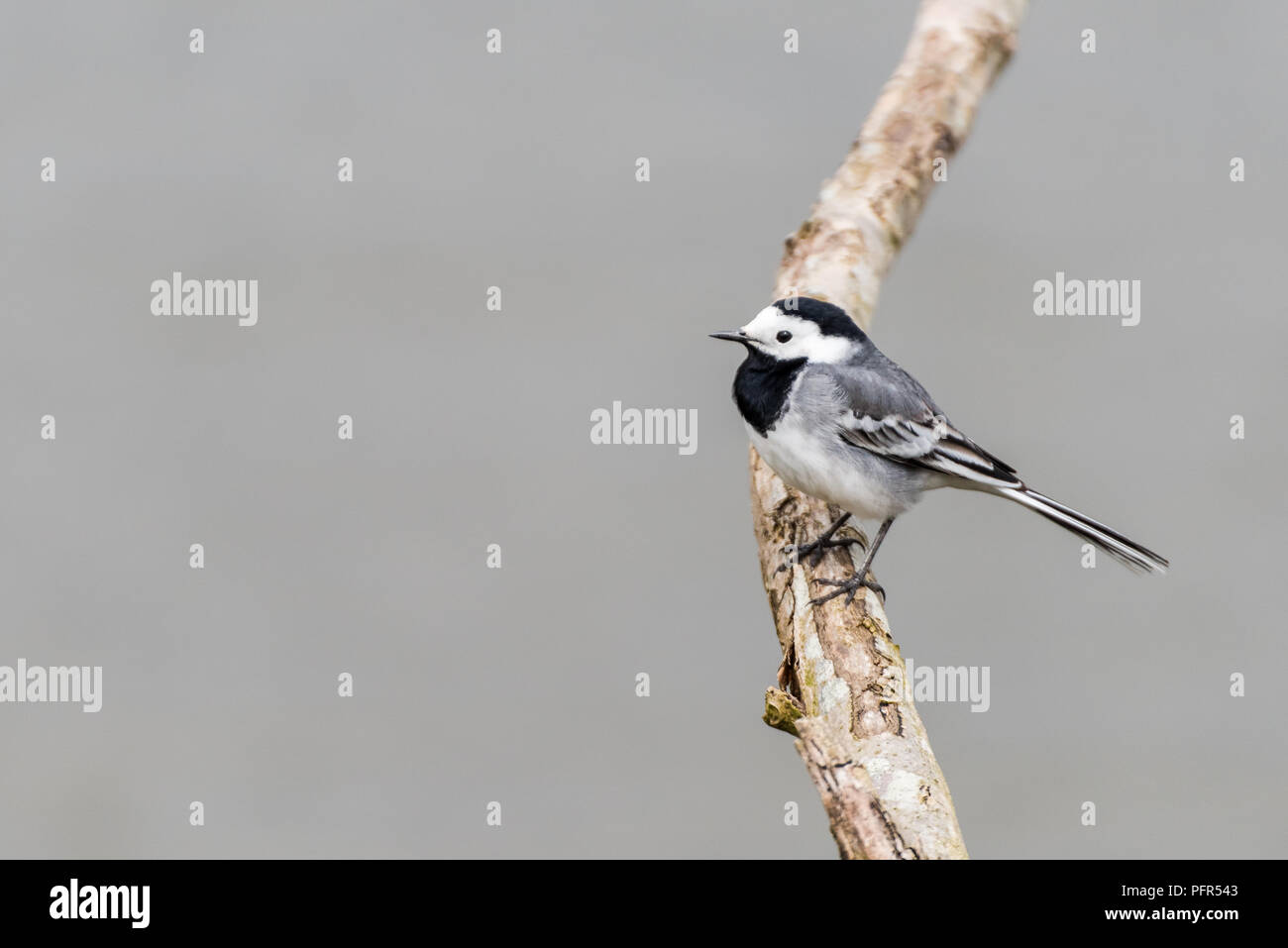 A white wagtail (motacilla alba) is sitting on a branch of a tree at Oostvaardersplassen in the Netherlands. Stock Photo