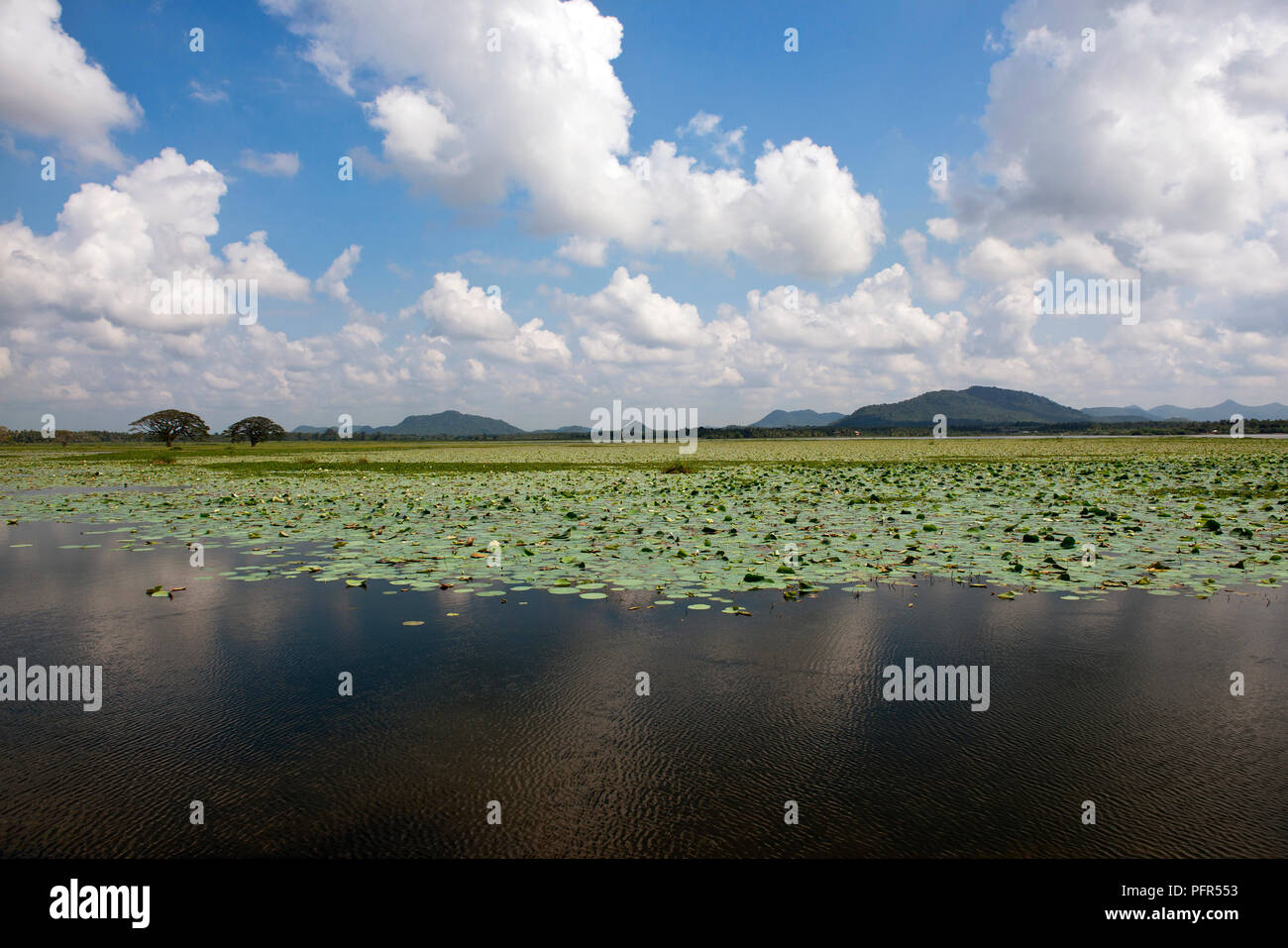Sri Lanka, Southern Province, Tissamaharama, Tissa Wewa (Lake Tissa), lake covered with floating leaves Stock Photo