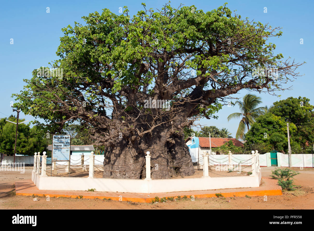Sri Lanka, North Eastern Province, Talaimannar, Mannar Island, baobab tree surrounded with fence Stock Photo