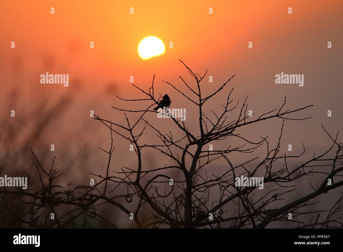 Bird photographed on early morning with background of rising son. Beautiful Orange colors making picture more attractive with Tree & Grass. Stock Photo