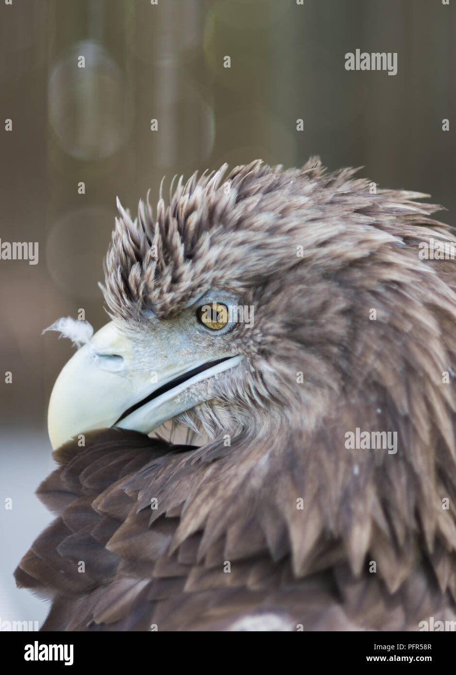 Eagle eye close up hi-res stock photography and images - Alamy