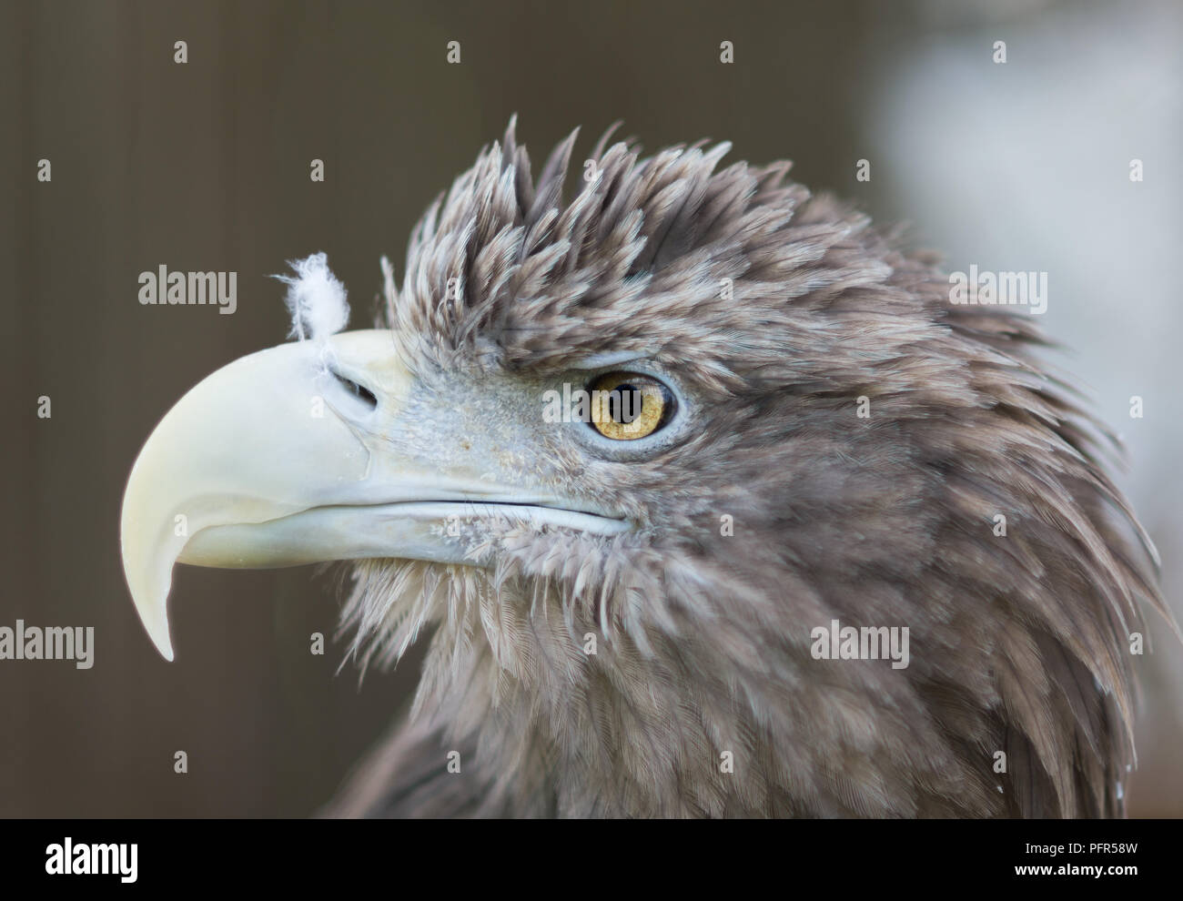 Eagle eye close up hi-res stock photography and images - Alamy
