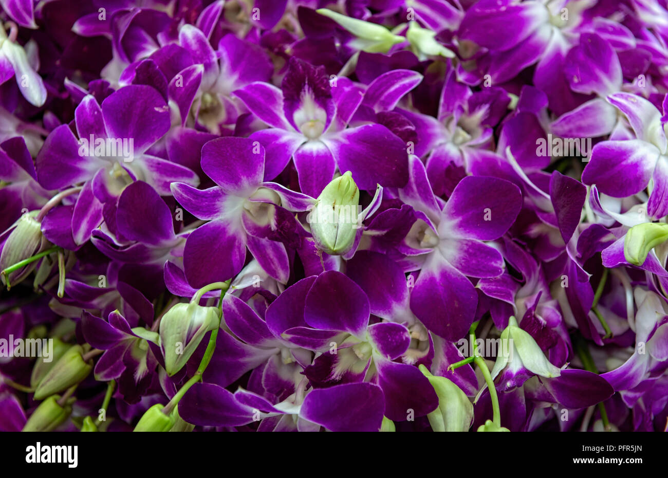 Multiple purple orchids bangkok hi-res stock photography and images - Alamy