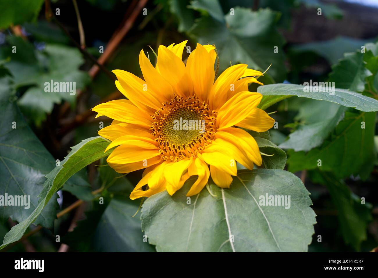 Helianthus or sunflower Stock Photo