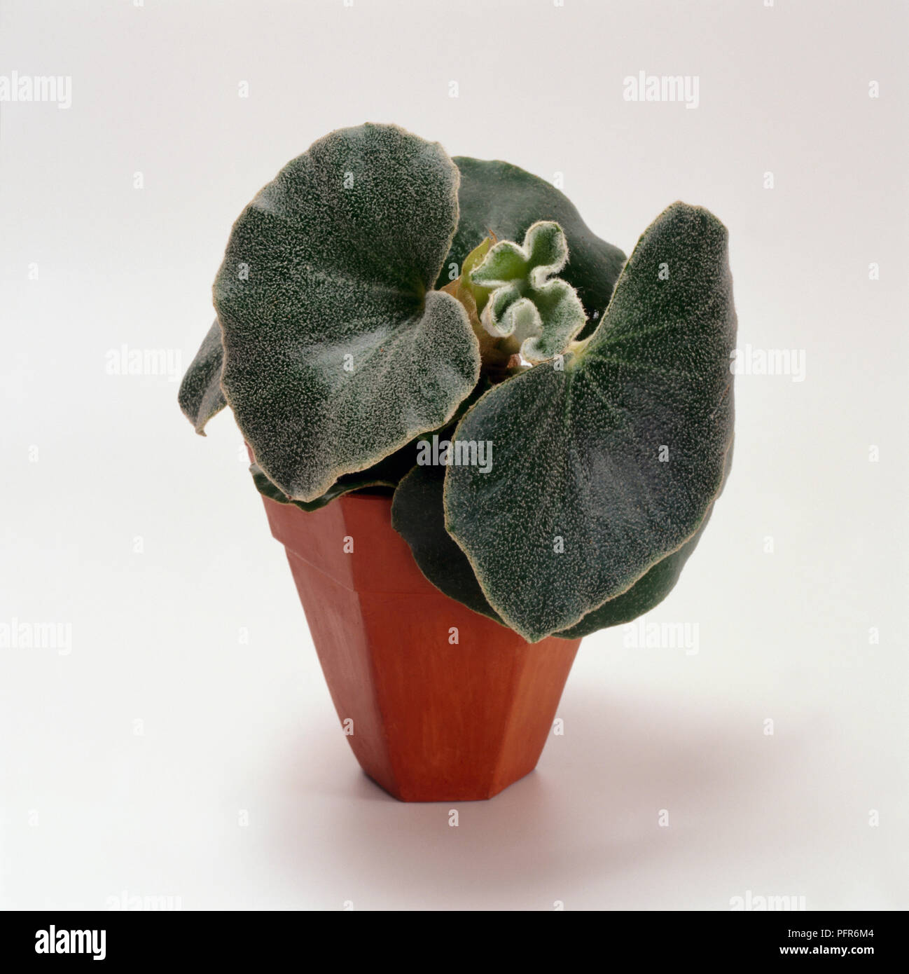 Begonia venosa (Shrub Begonia Stock Photo Alamy