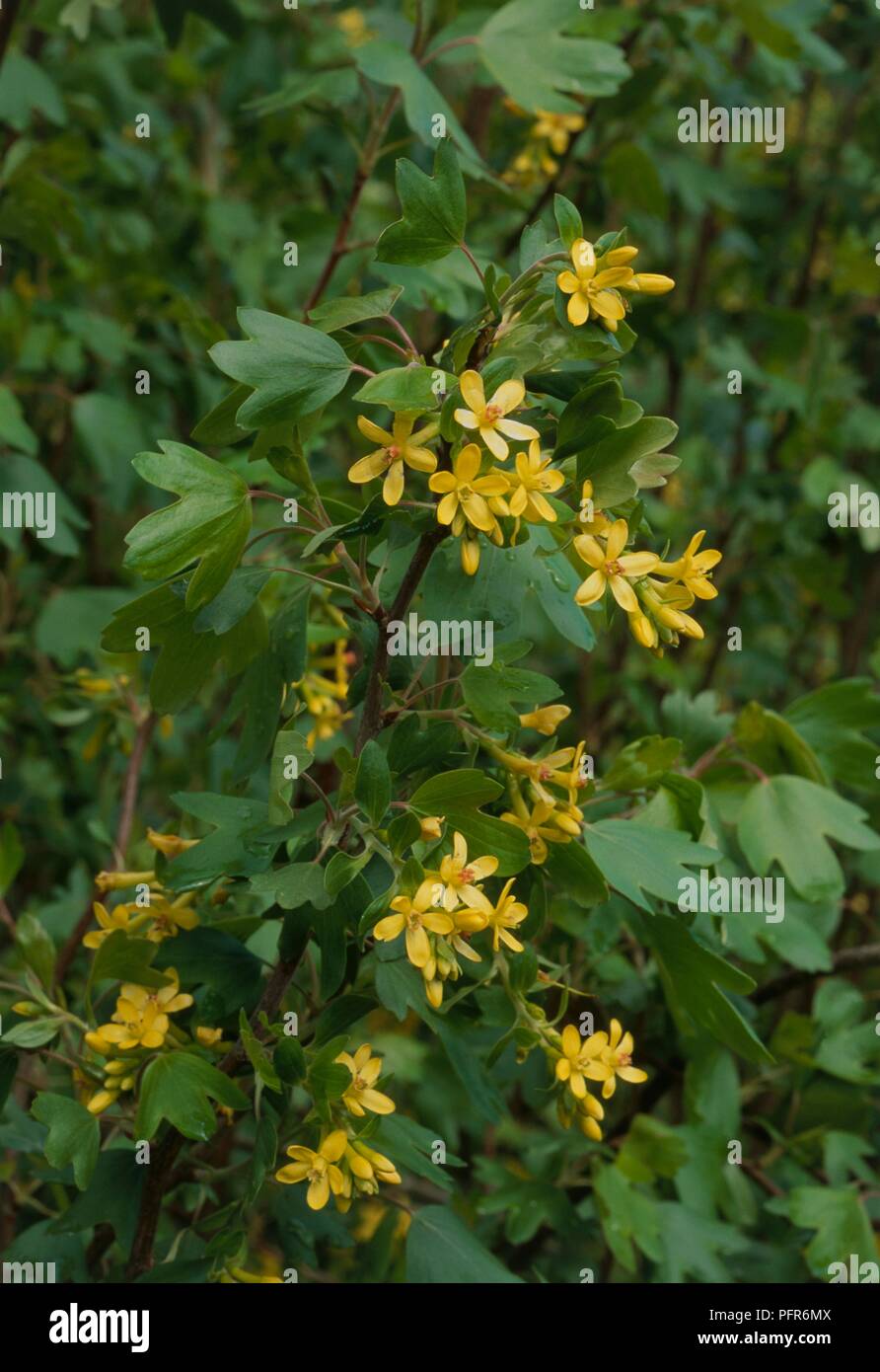 Leaves and flowers from Ribes odoratum (Buffalo currant), close-up Stock Photo
