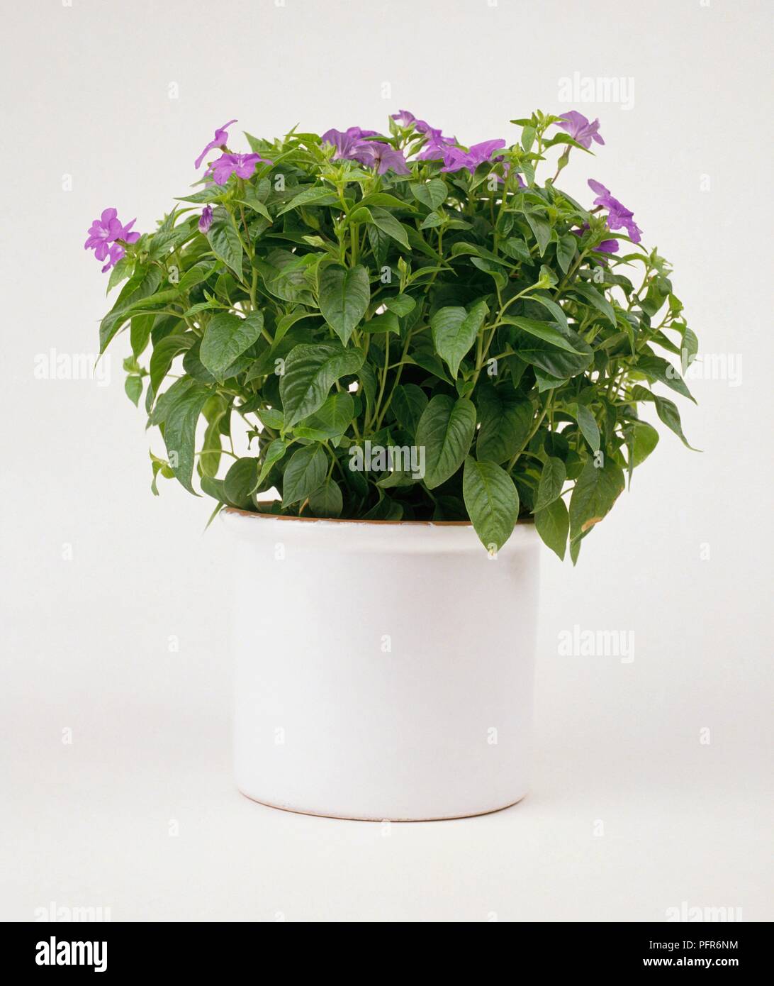 Browallia speciosa (Amethyst Flower, Bush Violet) in white pot with small flowers on top of abundance of green leaves Stock Photo