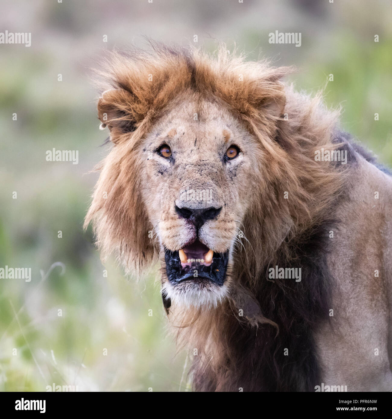 Alert young male lion mane hi-res stock photography and images - Alamy