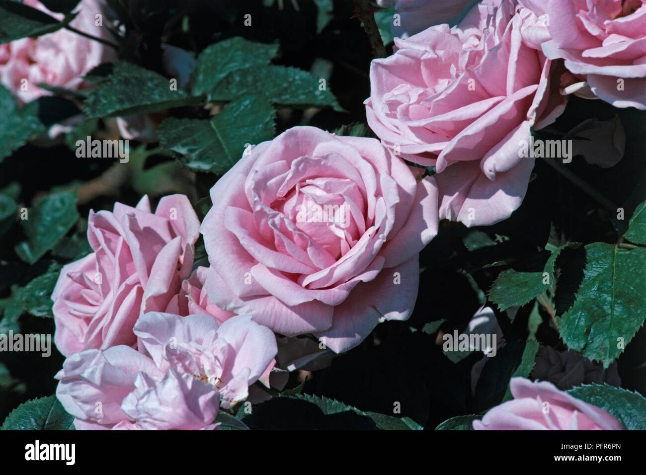 Flowers and leaves from Rosa 'Conrad Ferdinand Meyer', close-up Stock Photo  - Alamy
