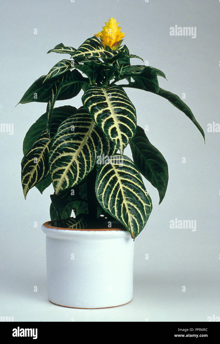 Aphelandra squarrosa (Saffron spike, Zebra plant) in flowerpot, showing striped leaves and yellow flower at top Stock Photo