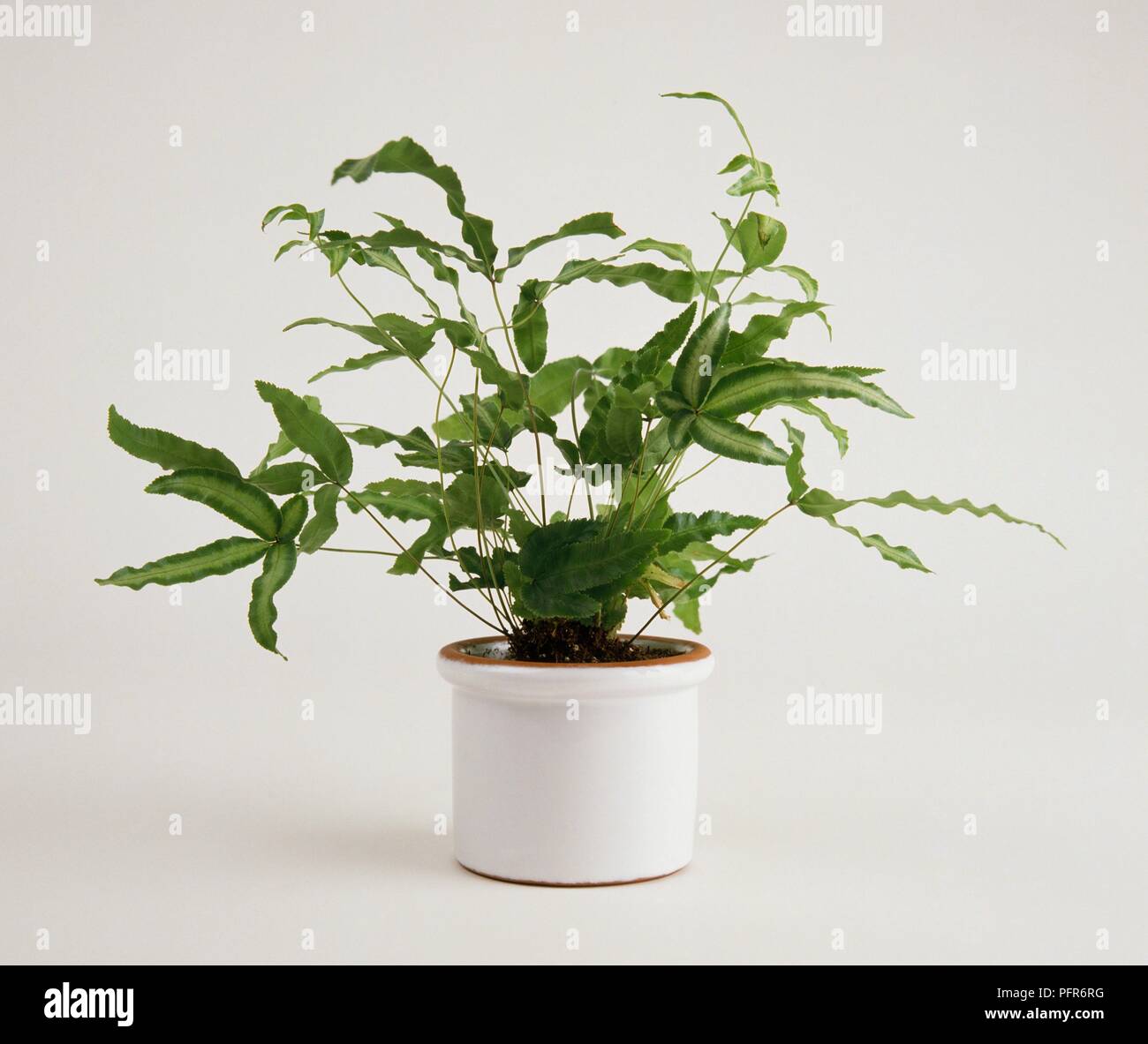 Pteris cretica (Cretan brake, Table fern) in white flowerpot Stock Photo
