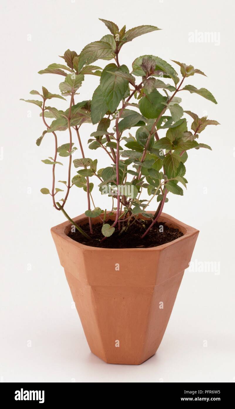 Peppermint leaf hi-res stock photography and images - Alamy
