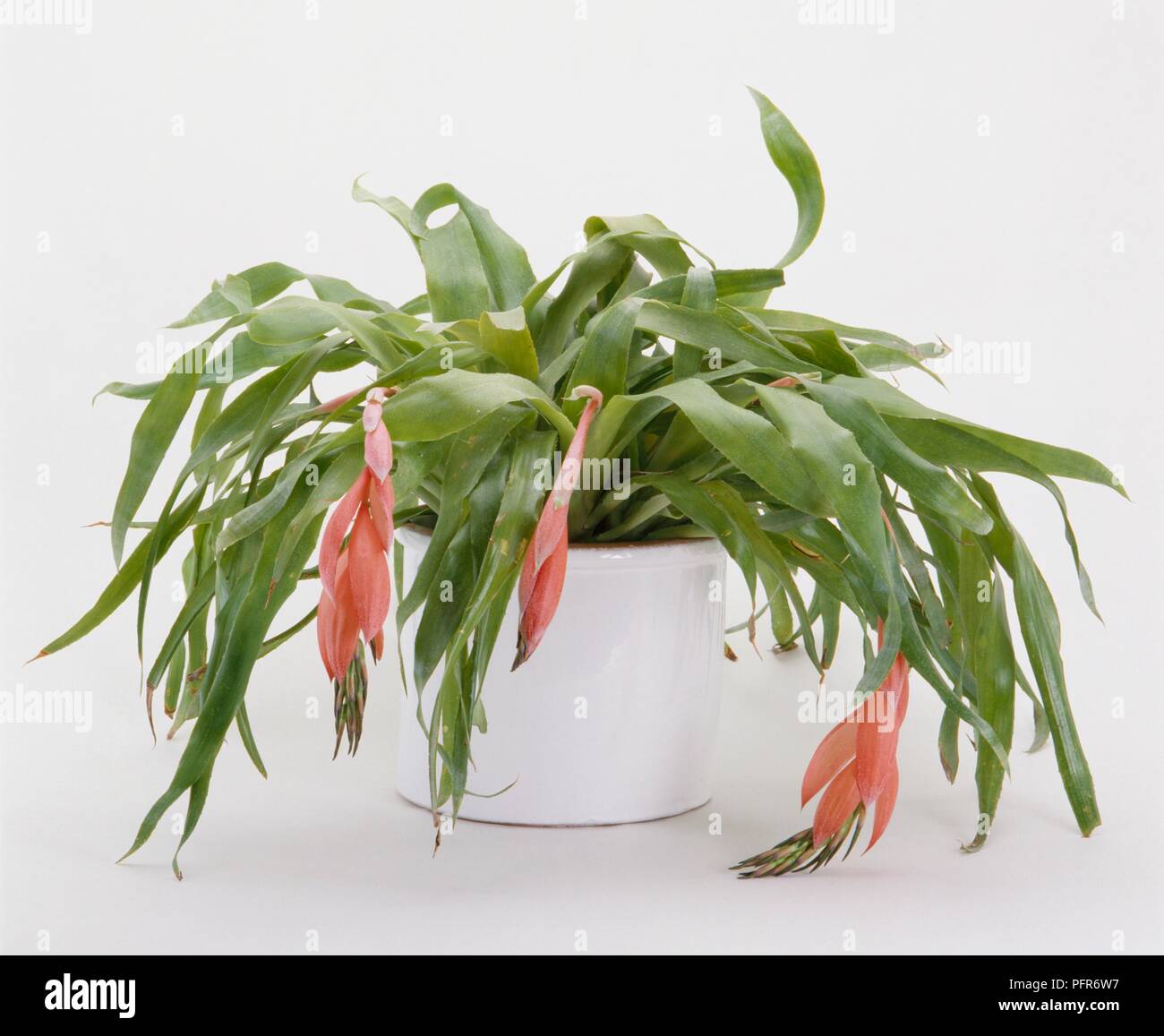 Billbergia nutans (Queen's Tears) hanging leaves interspersed with trailing bright pink brackets in white container Stock Photo