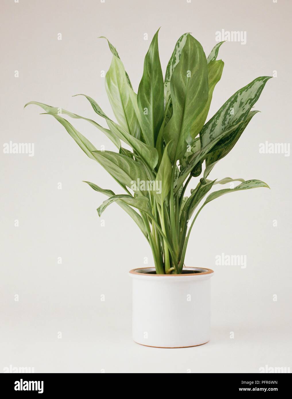 Astelia Silver Spear with large, upright green leaves in white container Stock Photo