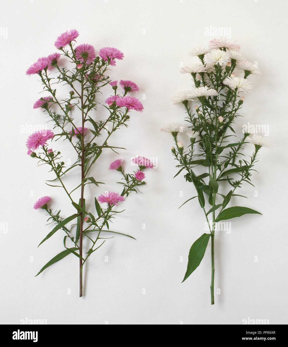 Aster novi-belgii 'Blandie' (Michaelmas Daisy) with white flowers, and Aster novi-belgii 'Ada Ballard' with pink flowers and green leaves on long stems Stock Photo