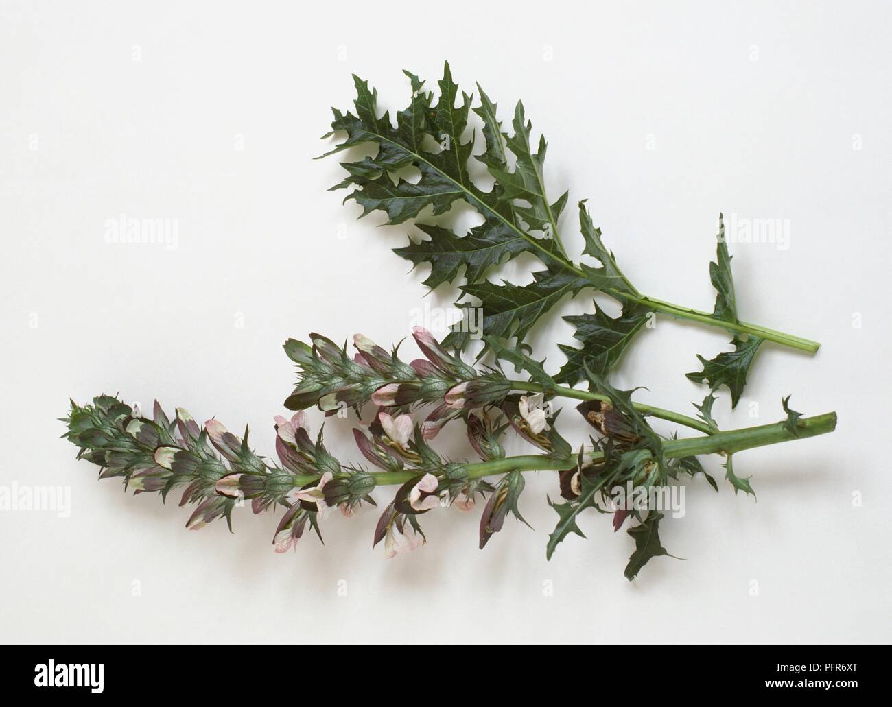 Acanthus mollis bear's breeches hi-res stock photography and images - Alamy